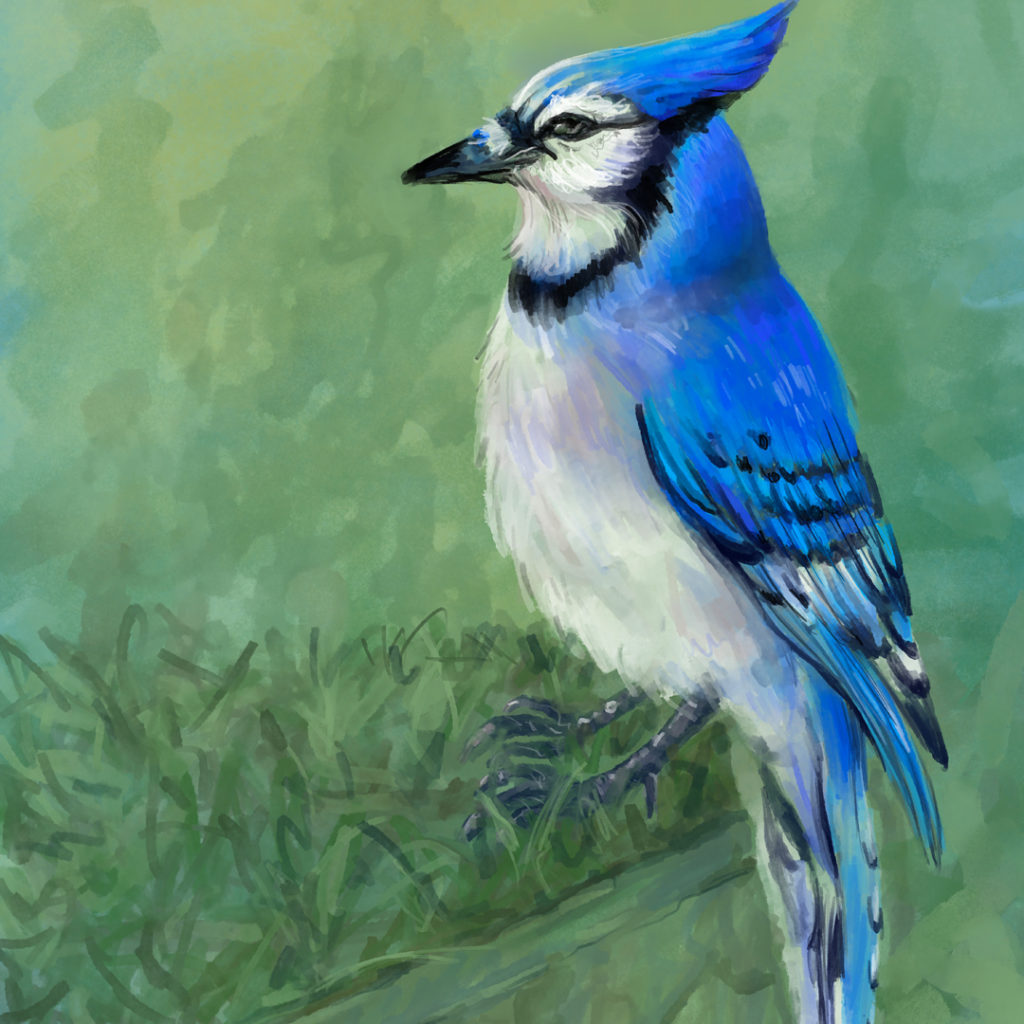 Blue jay — digital painting