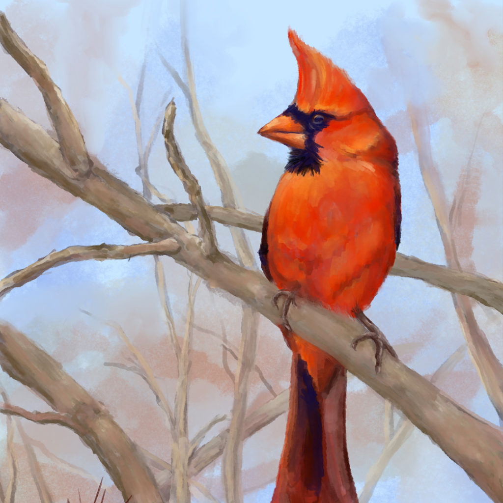 Cardinals — digital painting