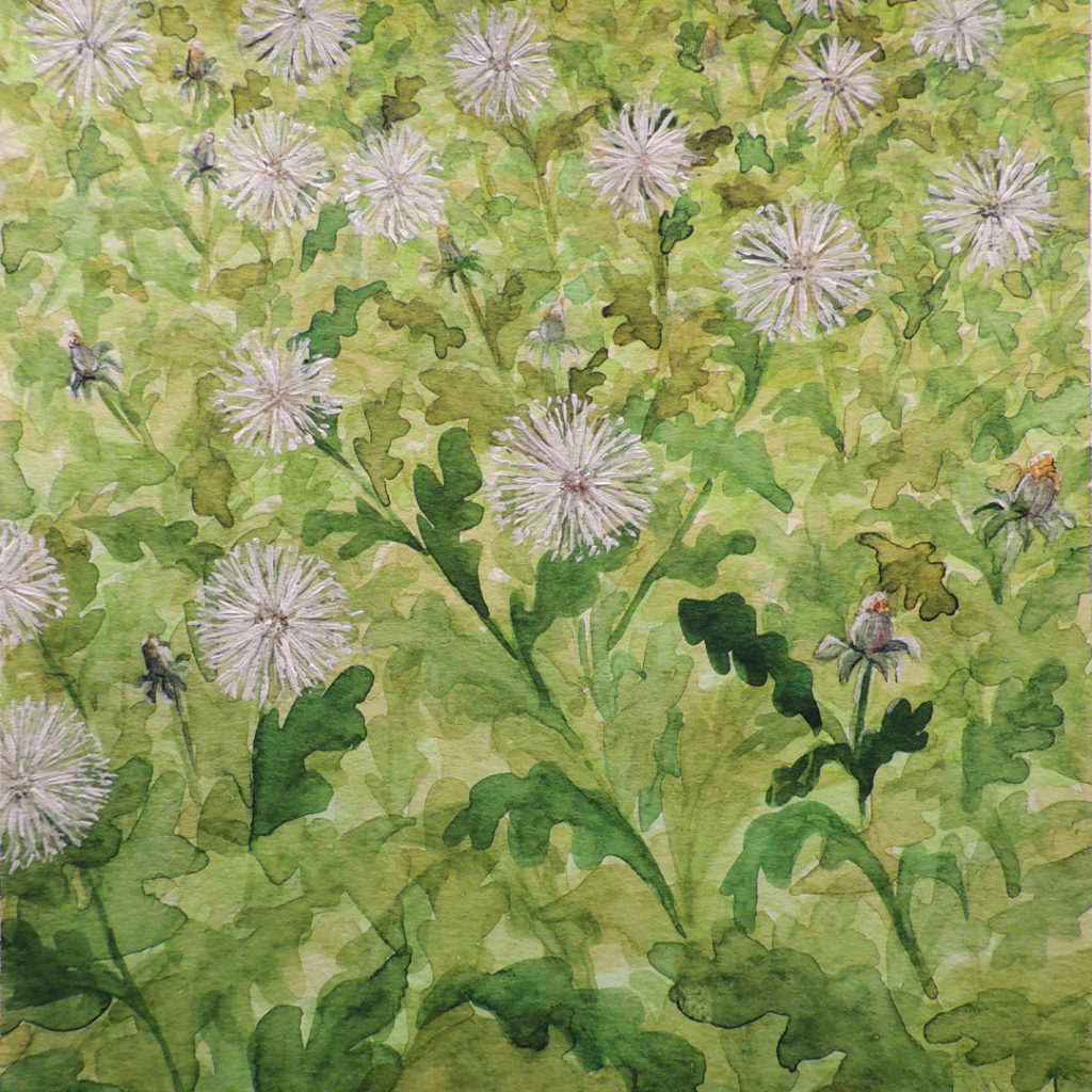 Dandelion — illustration