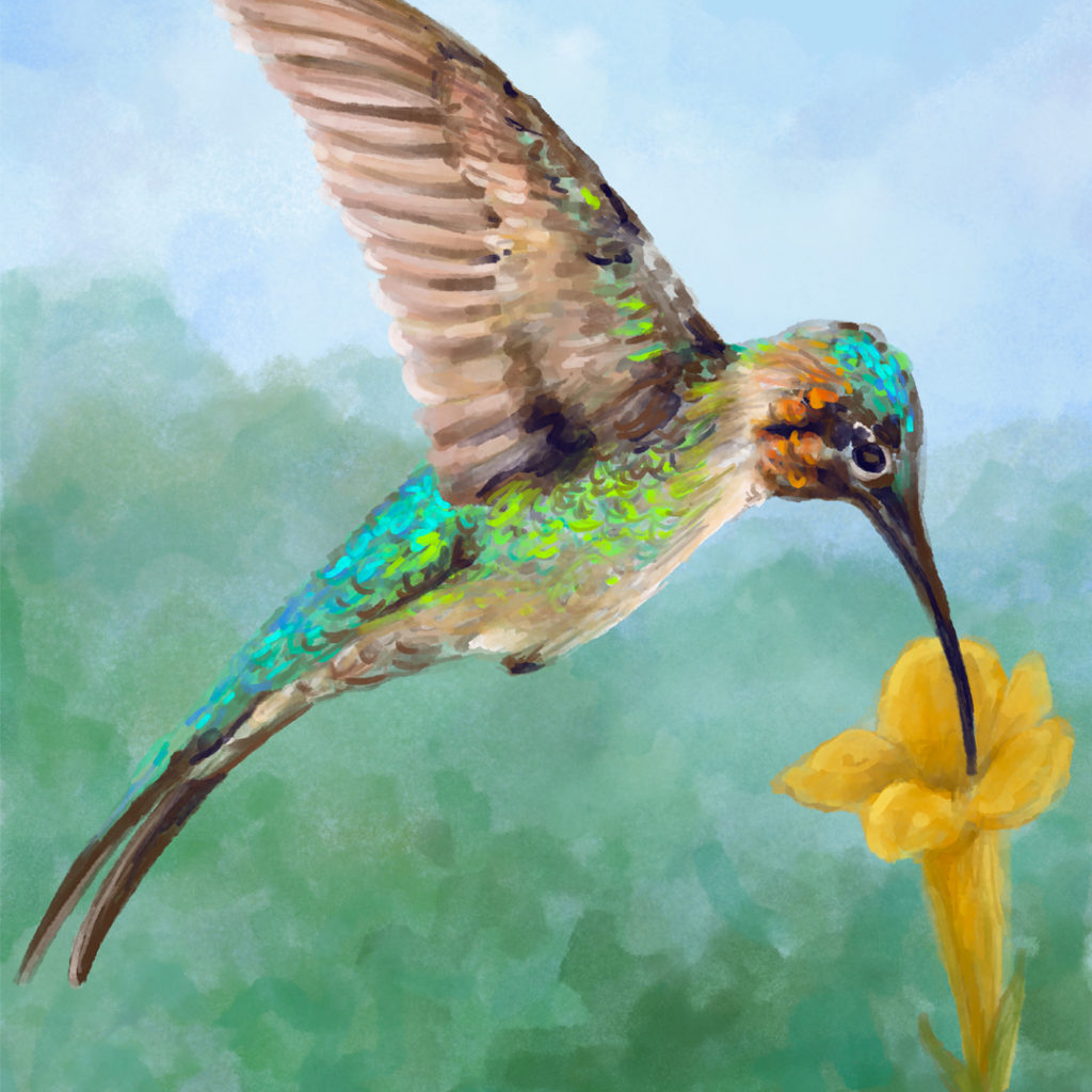 Hummingbird — digital painting